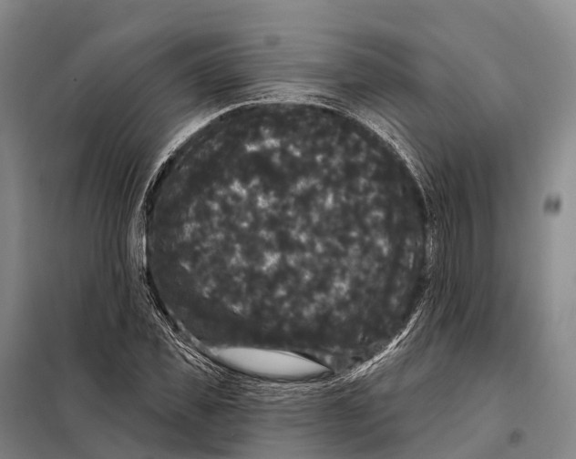 X0000098010925200804251111