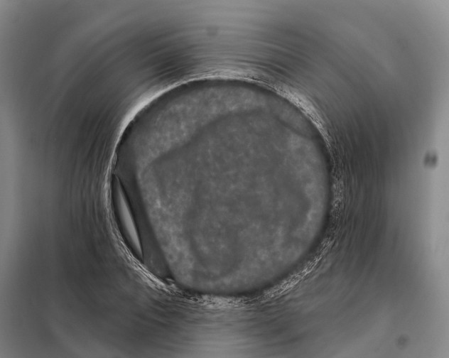 X0000098010928200804251111