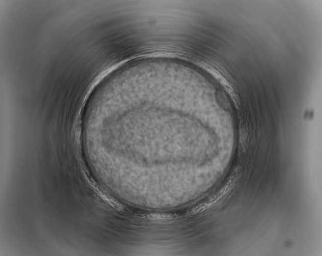 X0000098010933200804251111