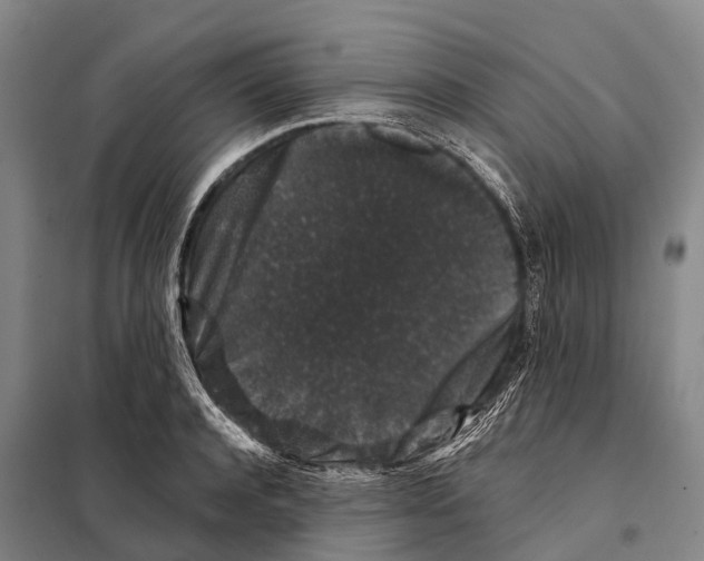 X0000098010944200804251111