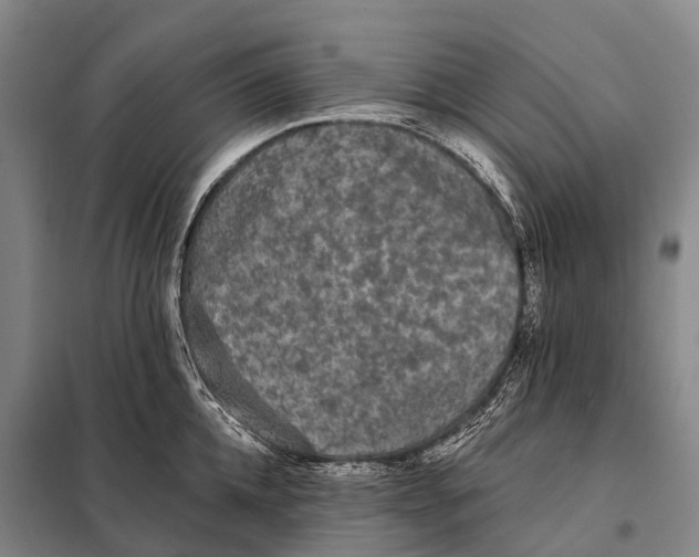 X0000098010952200804251111