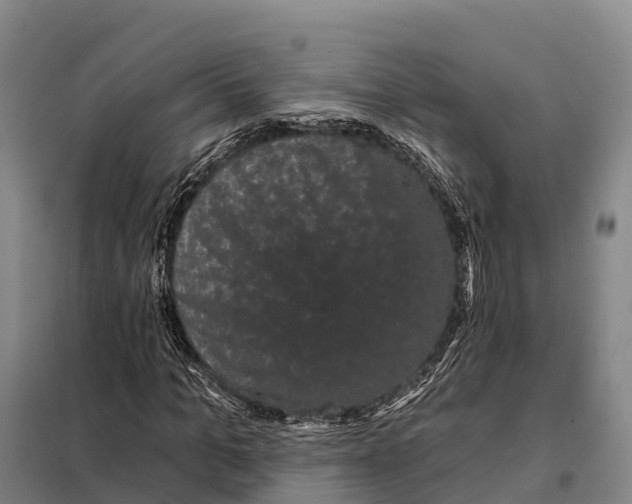 X0000098010965200804251111