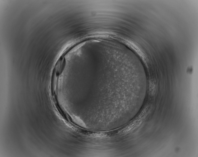 X0000098010994200804251110