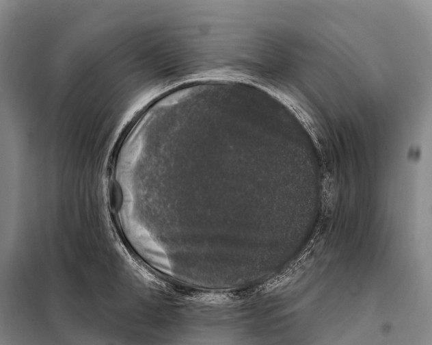 X0000098010998200804251110