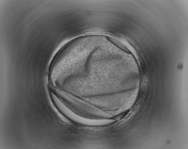 X0000098011005200804251110