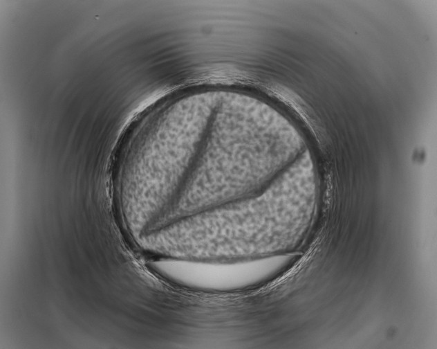 X0000098011018200804251109