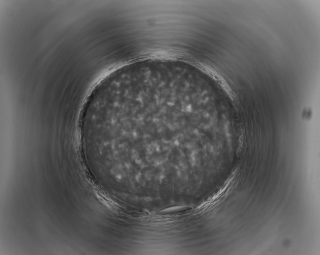 X0000098011027200804251110