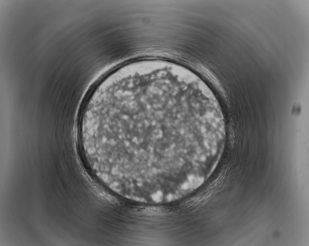 X0000098011028200804251110