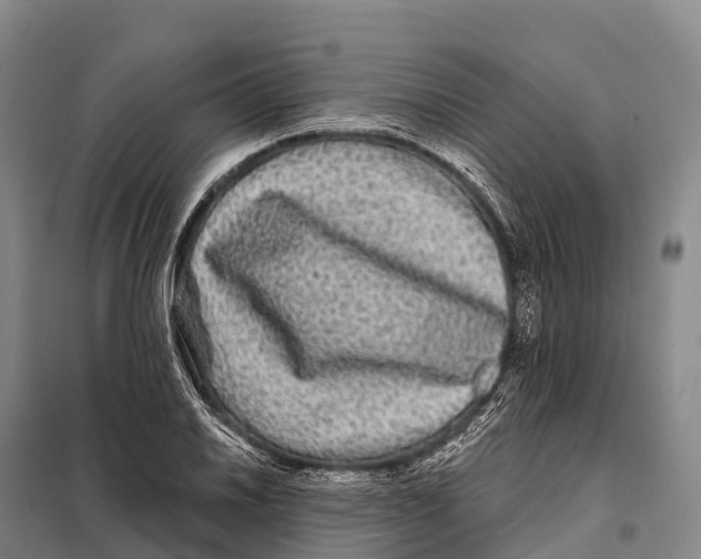 X0000098011030200804251110