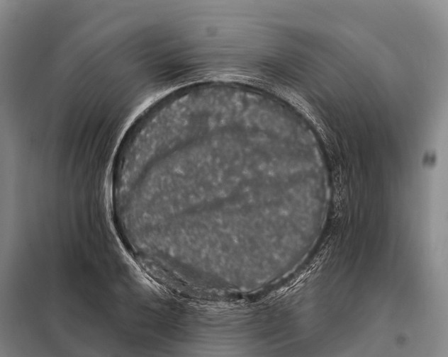 X0000098011032200804251110