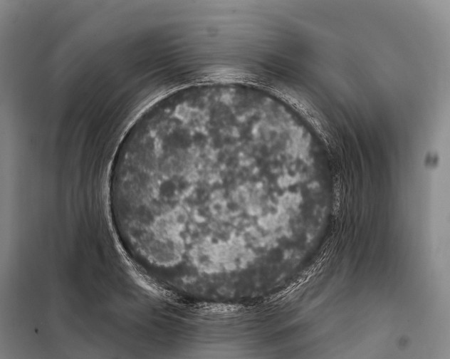 X0000098011039200804251110