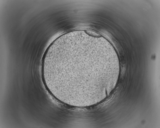 X0000098011050200804251110