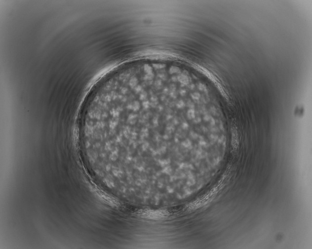 X0000098011074200804251109