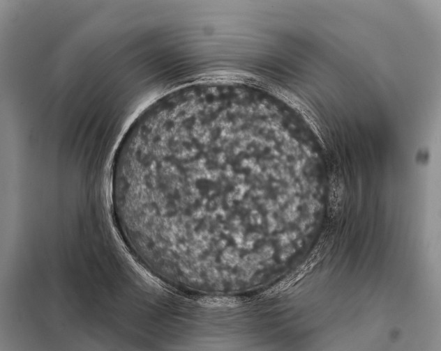 X0000098011083200804251109