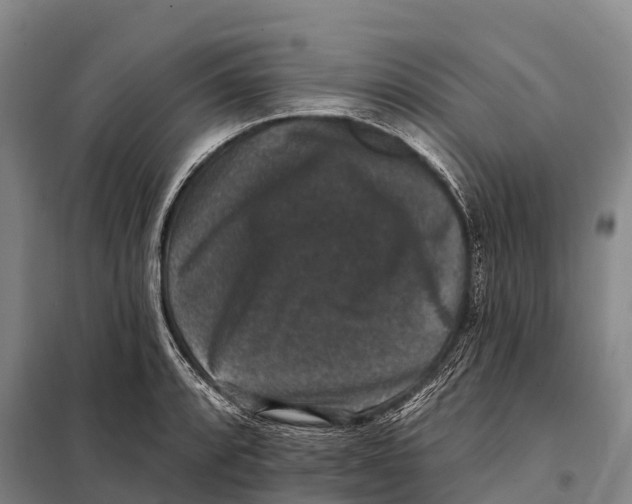 X0000098011088200804251109