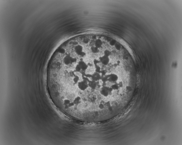 X0000098011099200804251109