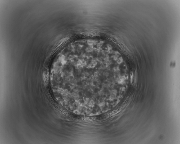 X0000098011251200804251106