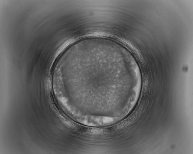 X0000098011274200804251106