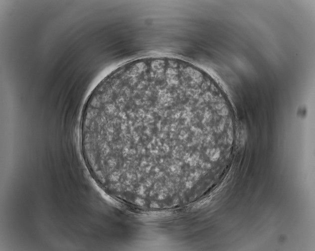 X0000098011294200804251106