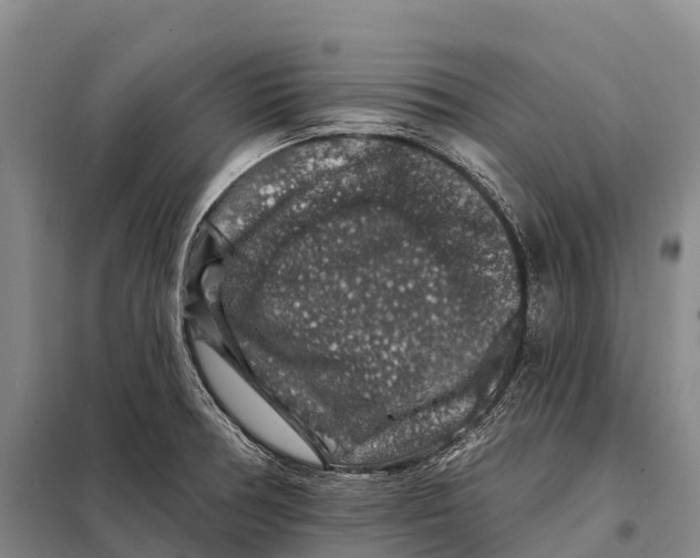 X0000098011378200804251104