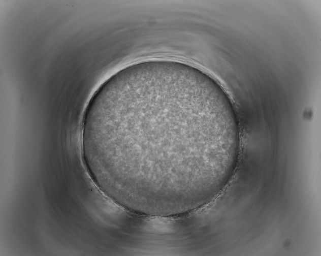 X0000098011514200804251102