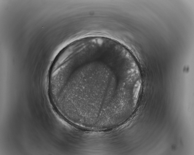 X0000098011519200804251103