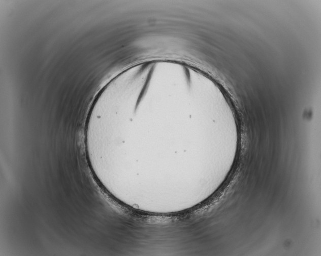 X0000098011521200804251103