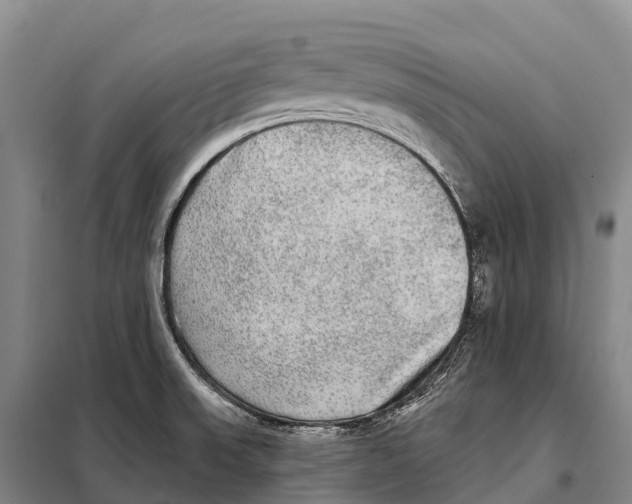 X0000098011523200804251103