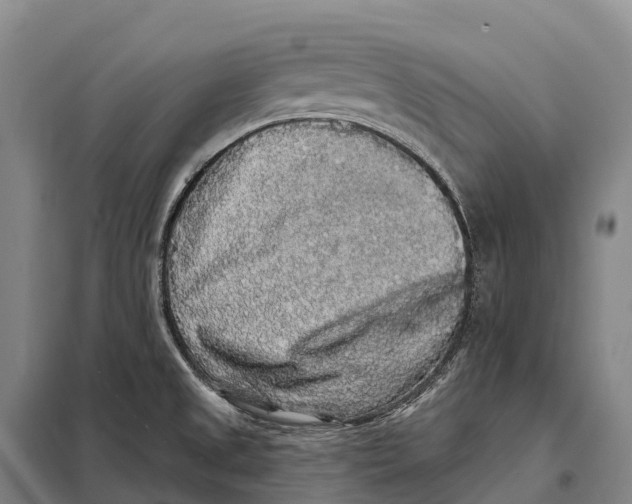 X0000098011525200804251103