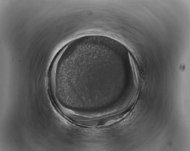 X0000098011527200804251103