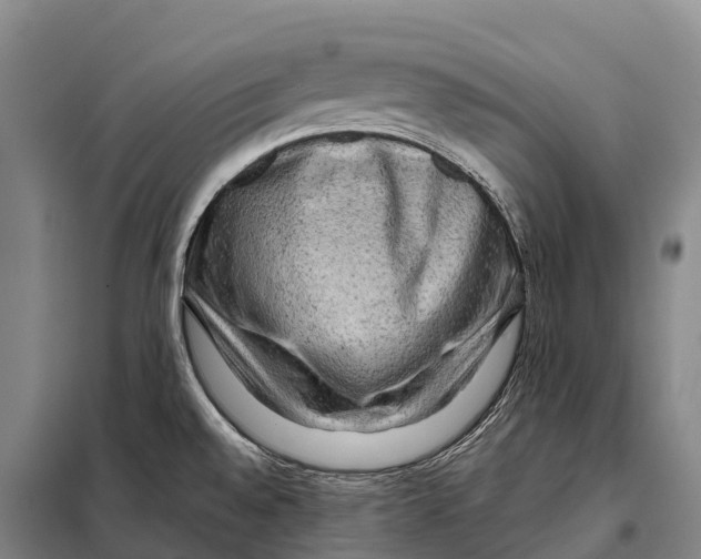 X0000098011528200804251103