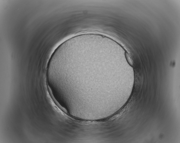 X0000098011534200804251103