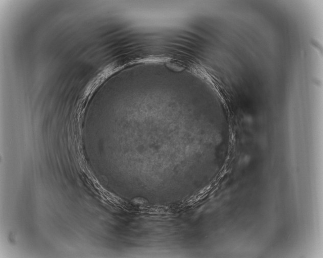 X0000098020337200803281339