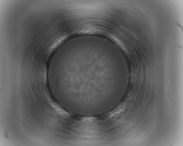 X0000098020446200803281338