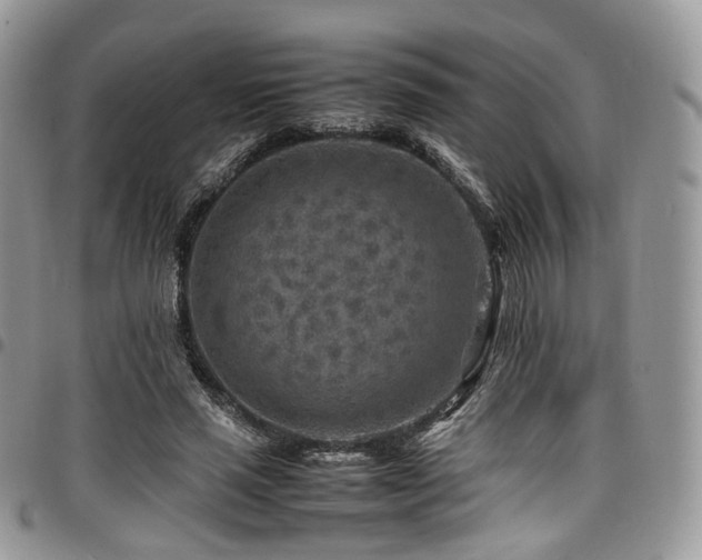 X0000098020637200803281335