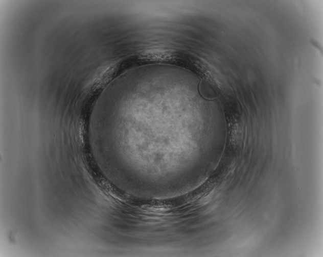 X0000098020643200803281335