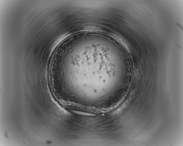 X0000098020855200803281333