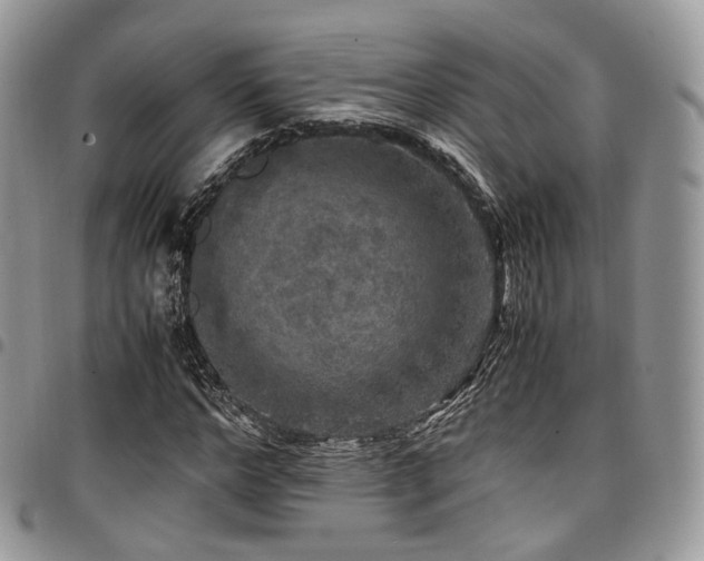 X0000098020968200803281331