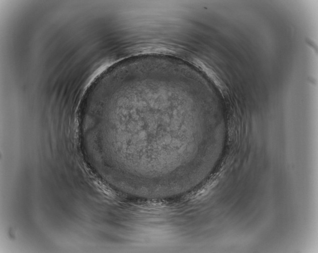 X0000098020975200803281331