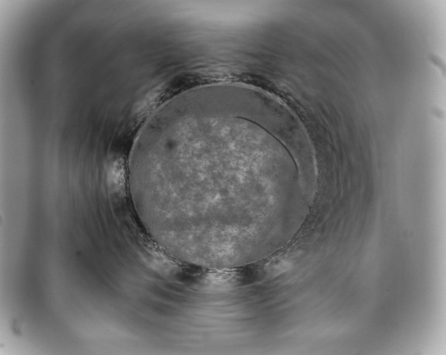 X0000098020720200804071353