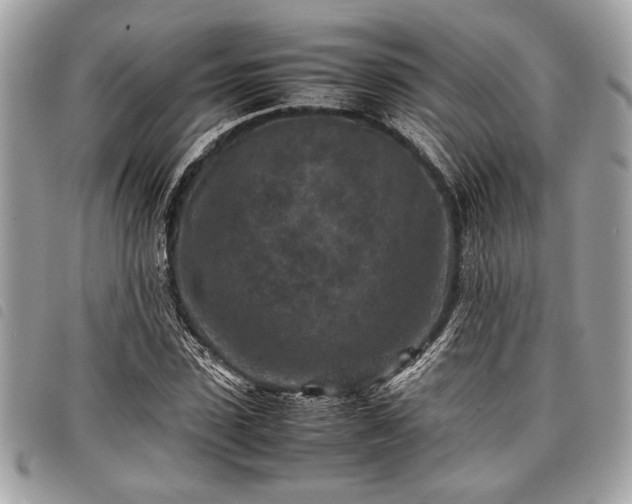 X0000098020923200804071349