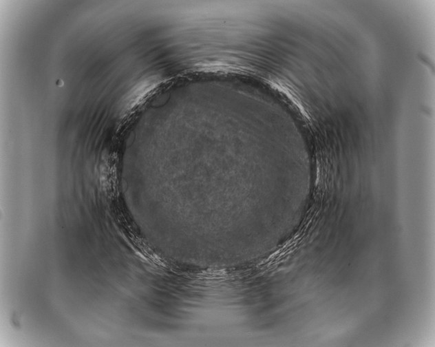 X0000098020968200804071349