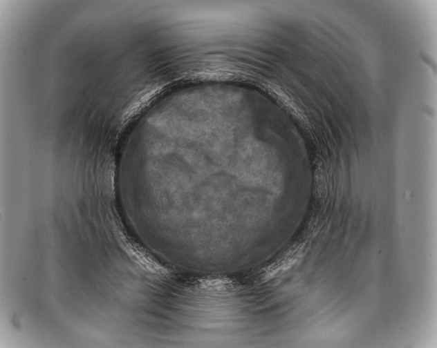 X0000098020446200804111302