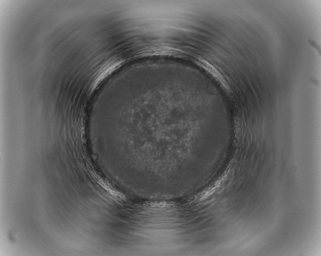 X0000098020826200804111255