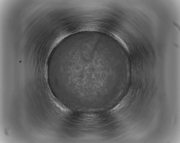 X0000098021035200804111252