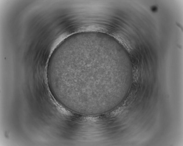 X0000098021086200804111251