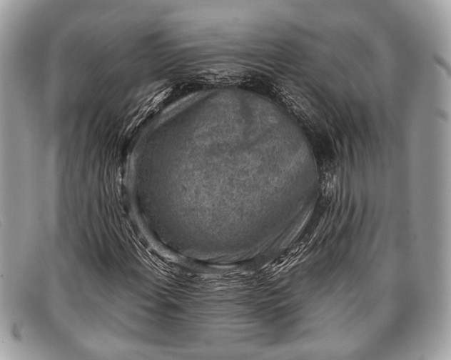 X0000098021108200804111250