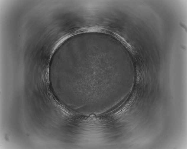 X0000098021174200804111250