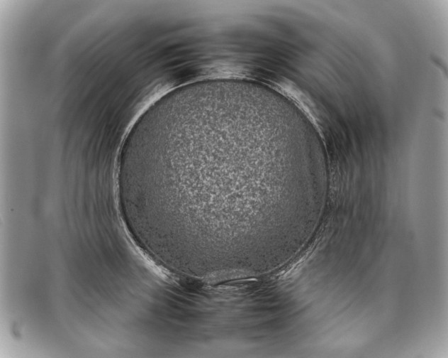 X0000098021235200804111250