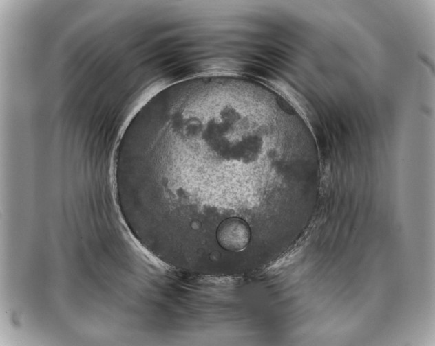 X0000098021243200804111250